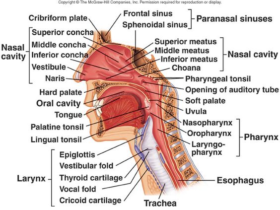  Các bệnh lý Tai Mũi Họng thường gặp