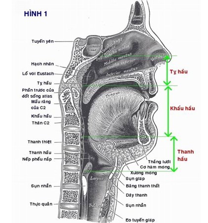 Giải phẫu họng